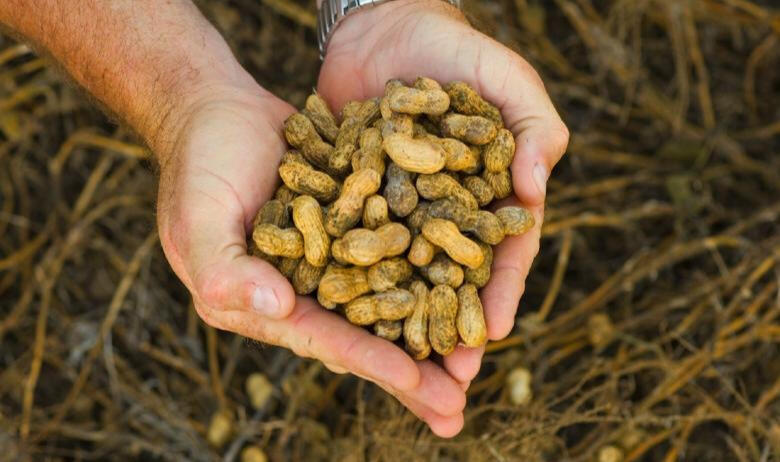 peanut farm peanut oil